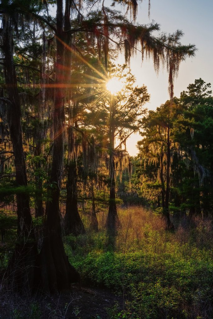 The sun refracted through cypress branches beside Cheniere Lake.